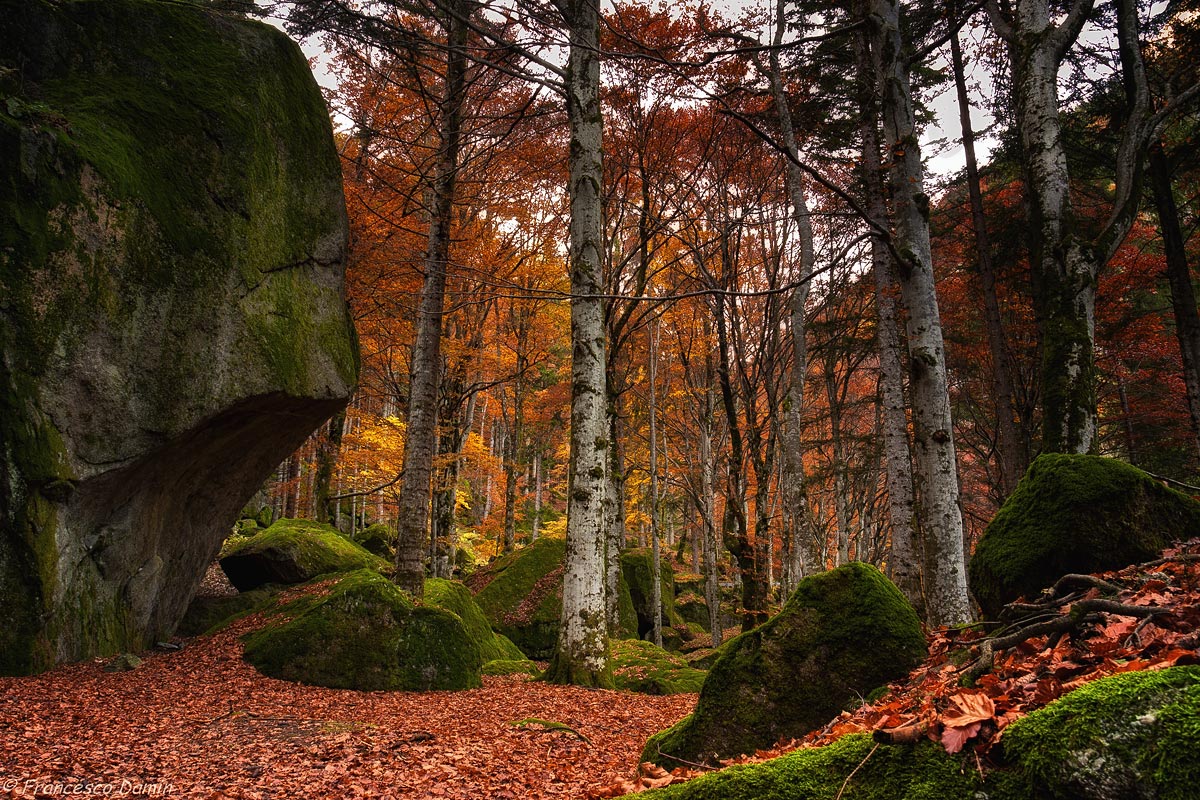 The autumn forest