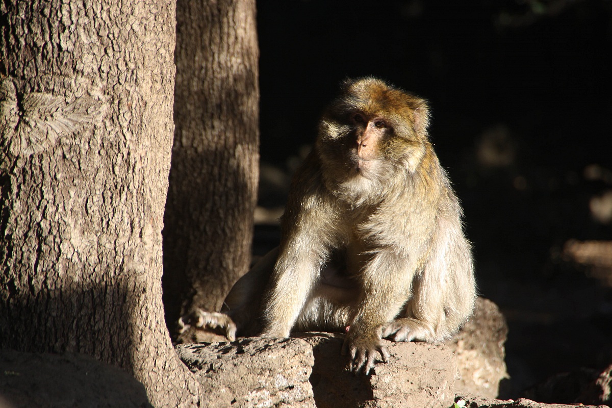 Barbary apes