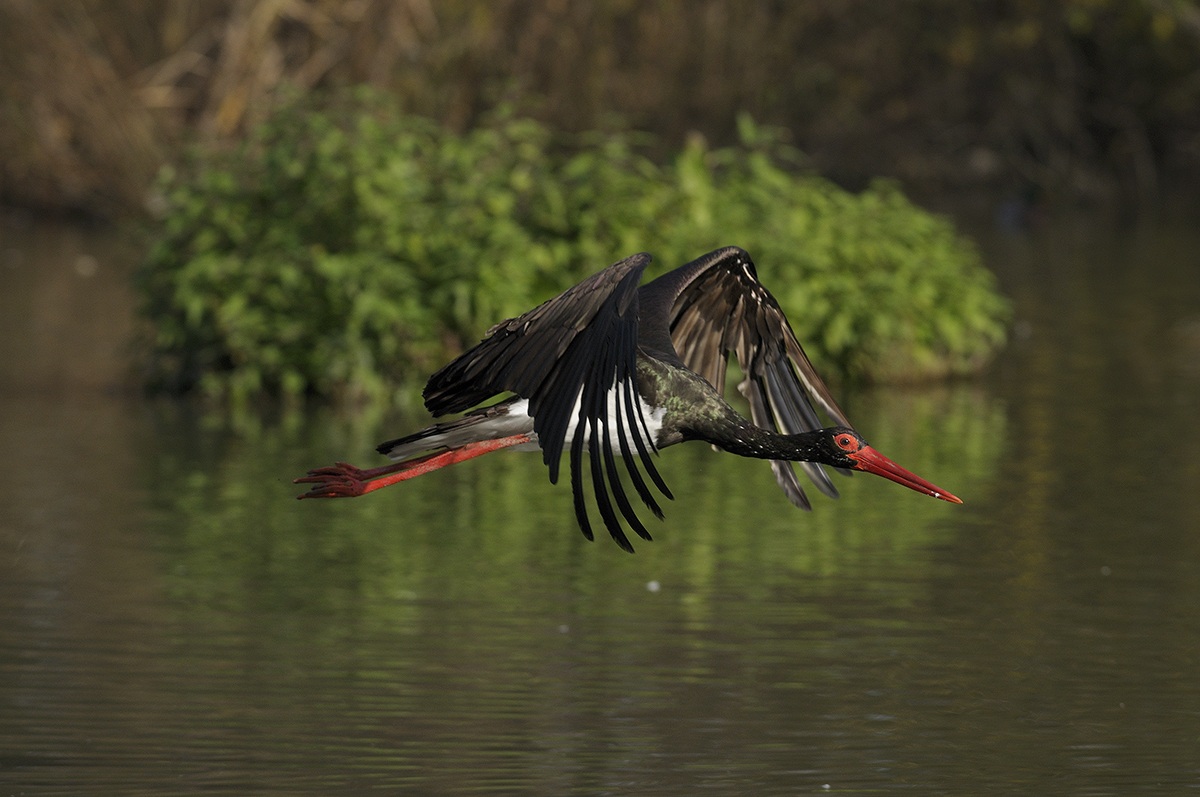 Black Stork in flight