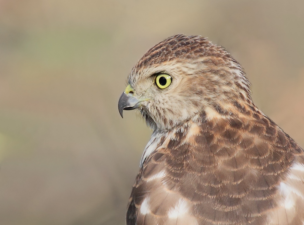 Shikra, juvenile.