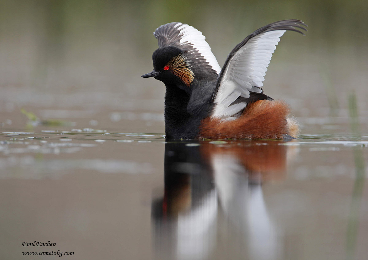 Black-necked Grebe /Podiceps nigricollis /