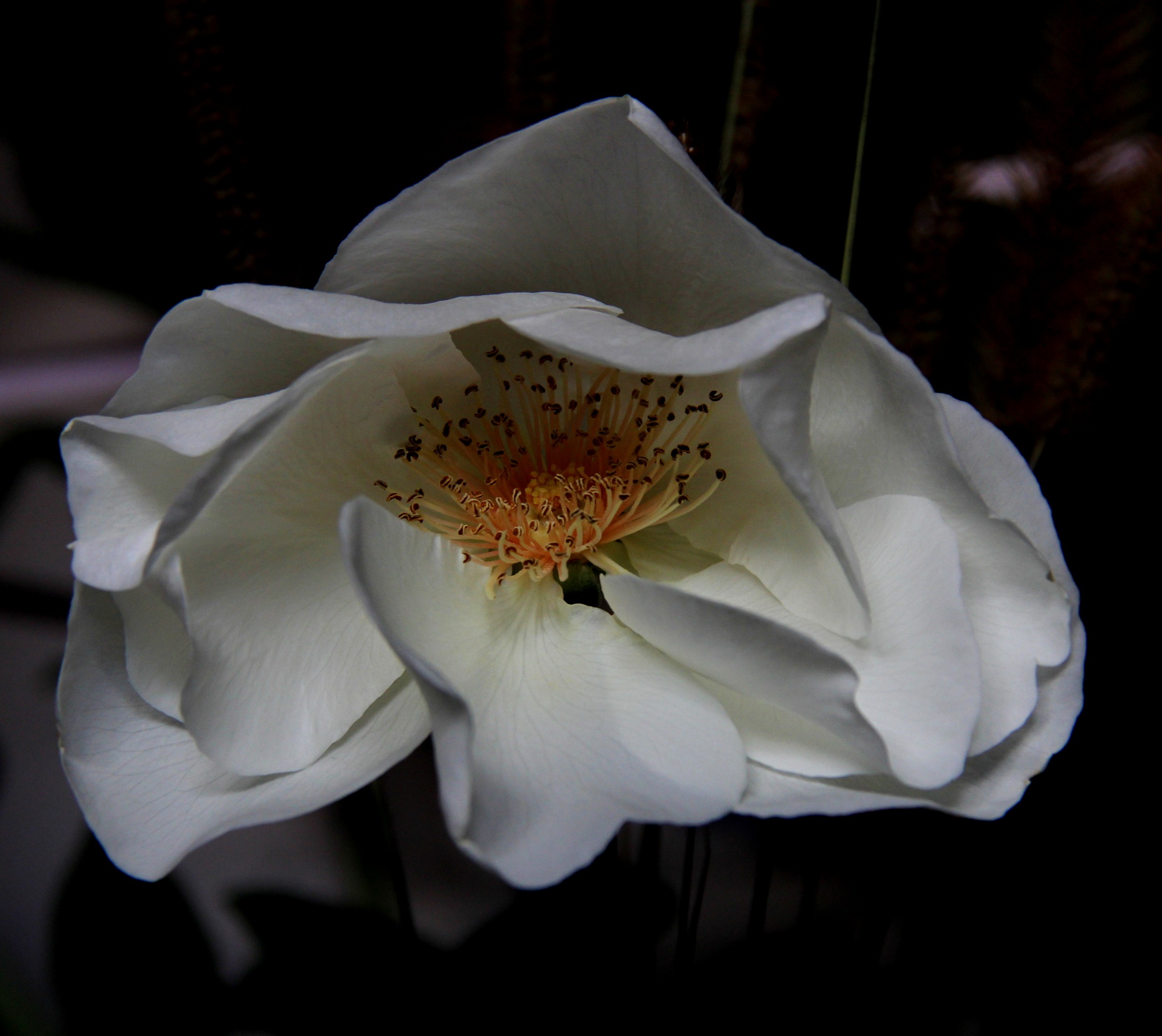 Beautiful until the end