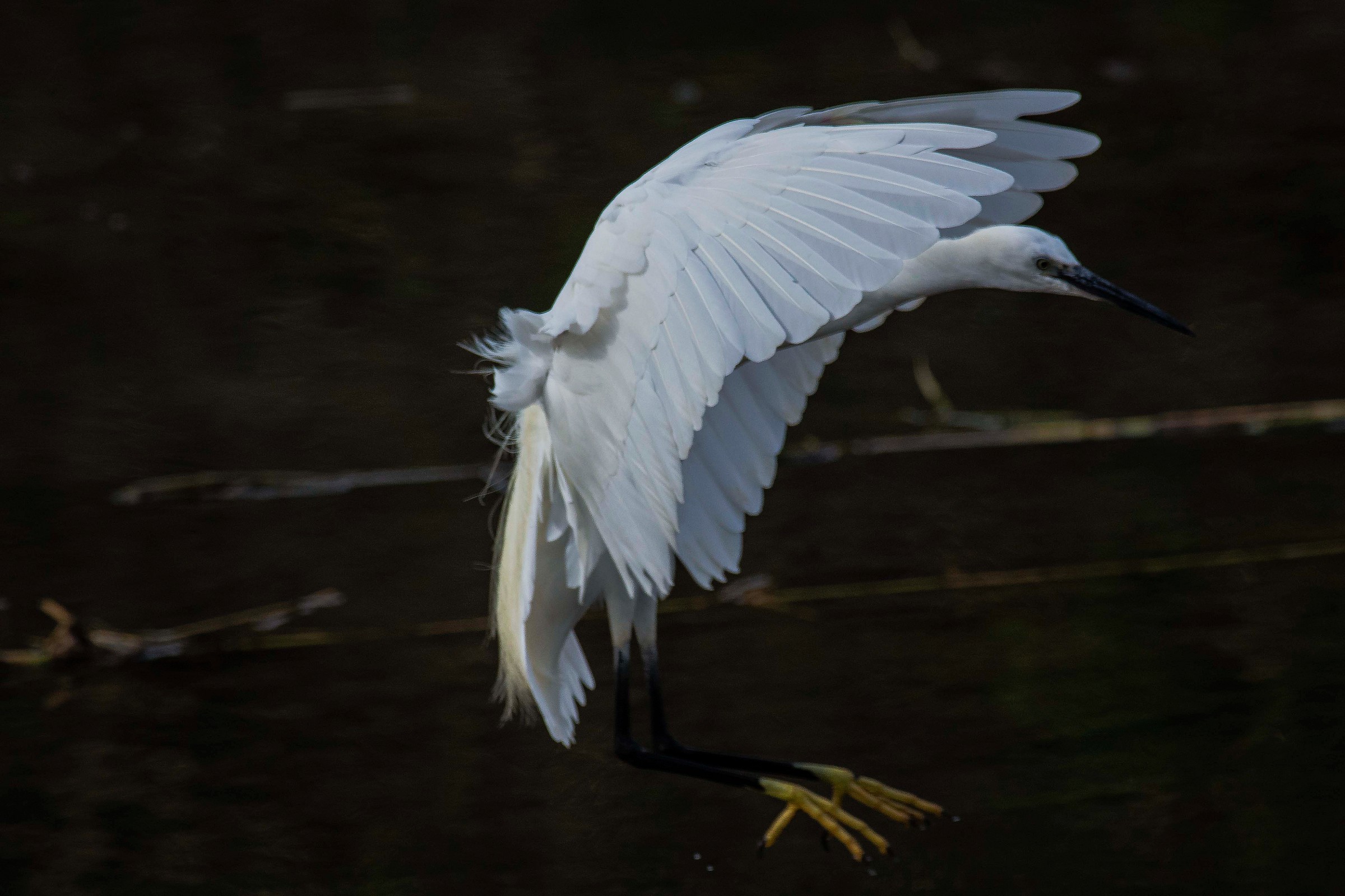 Egret in landing