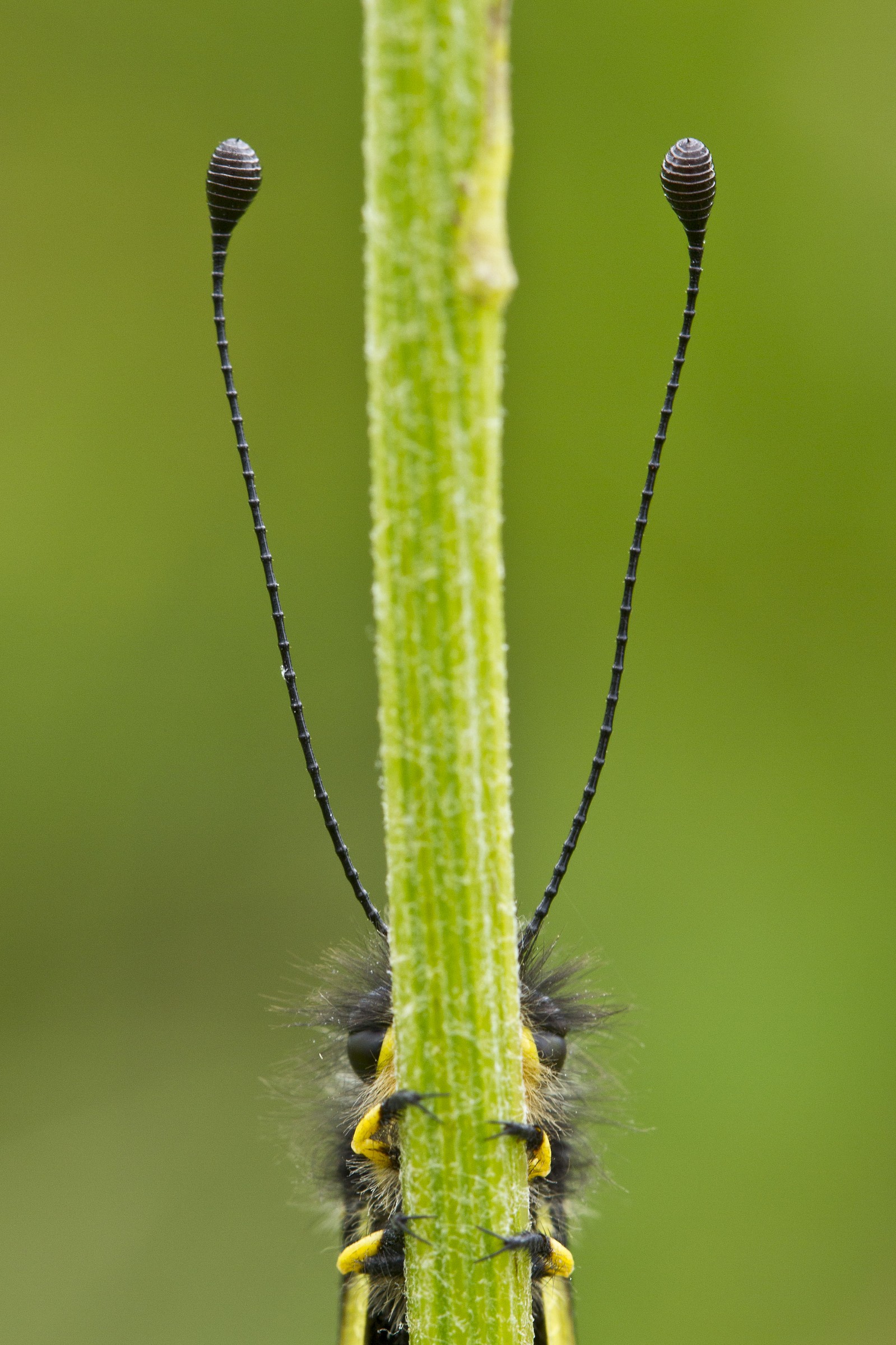Gewone vlinderhaft (Ascalaphus libelluloides)