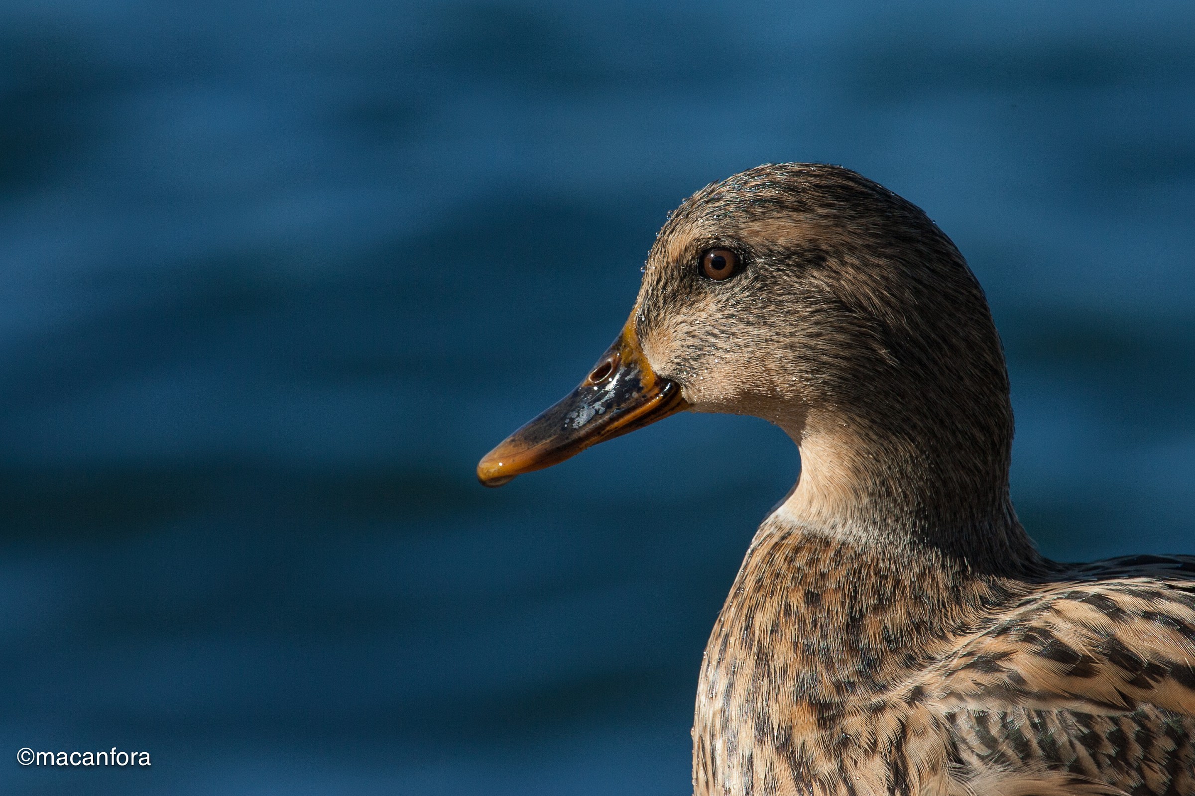 Femmina di Germano, cortesemente in posa