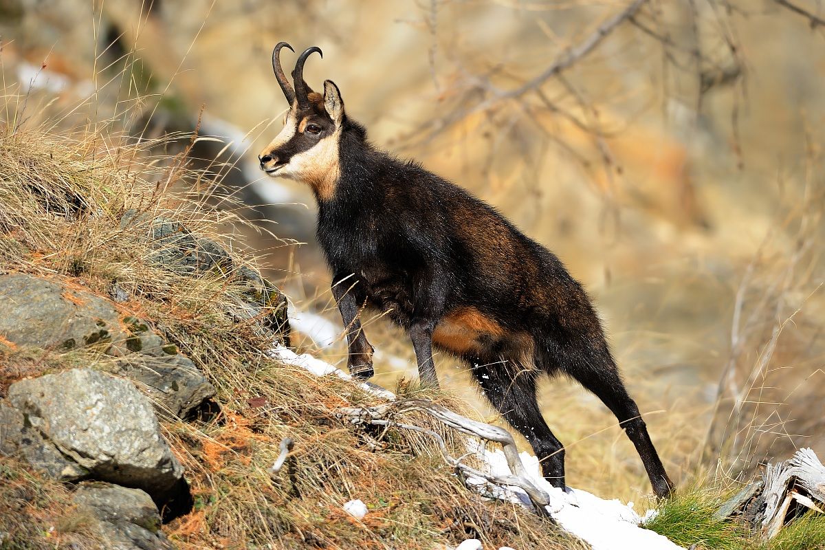 Camoscio m.