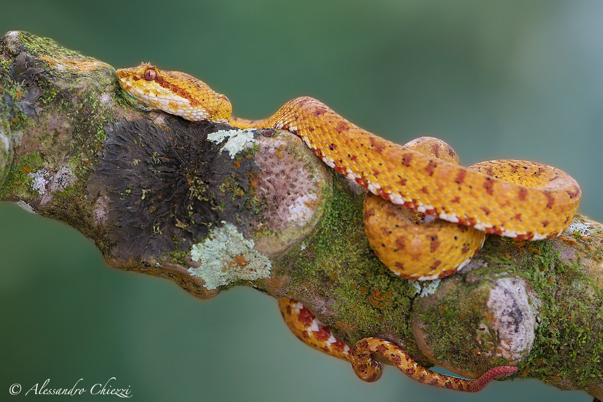 Eyelash palm pit viper