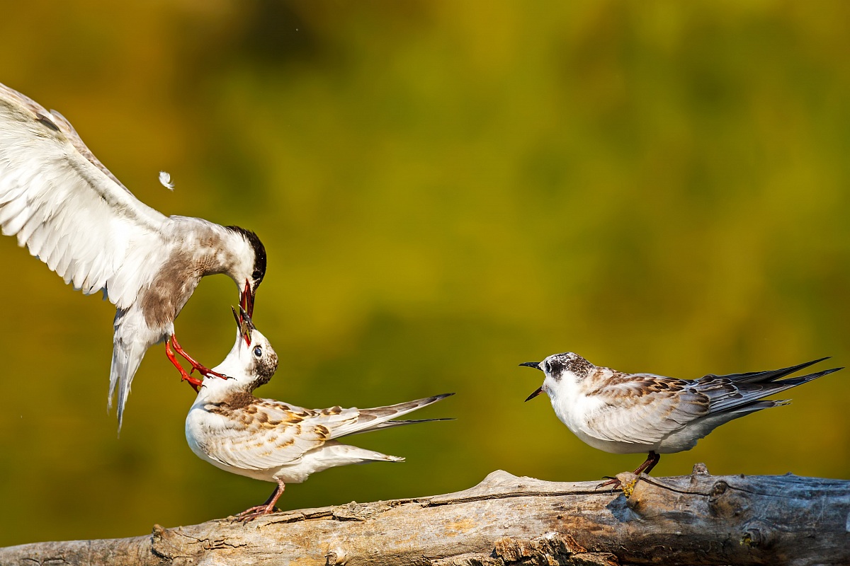 And I what I eat ....