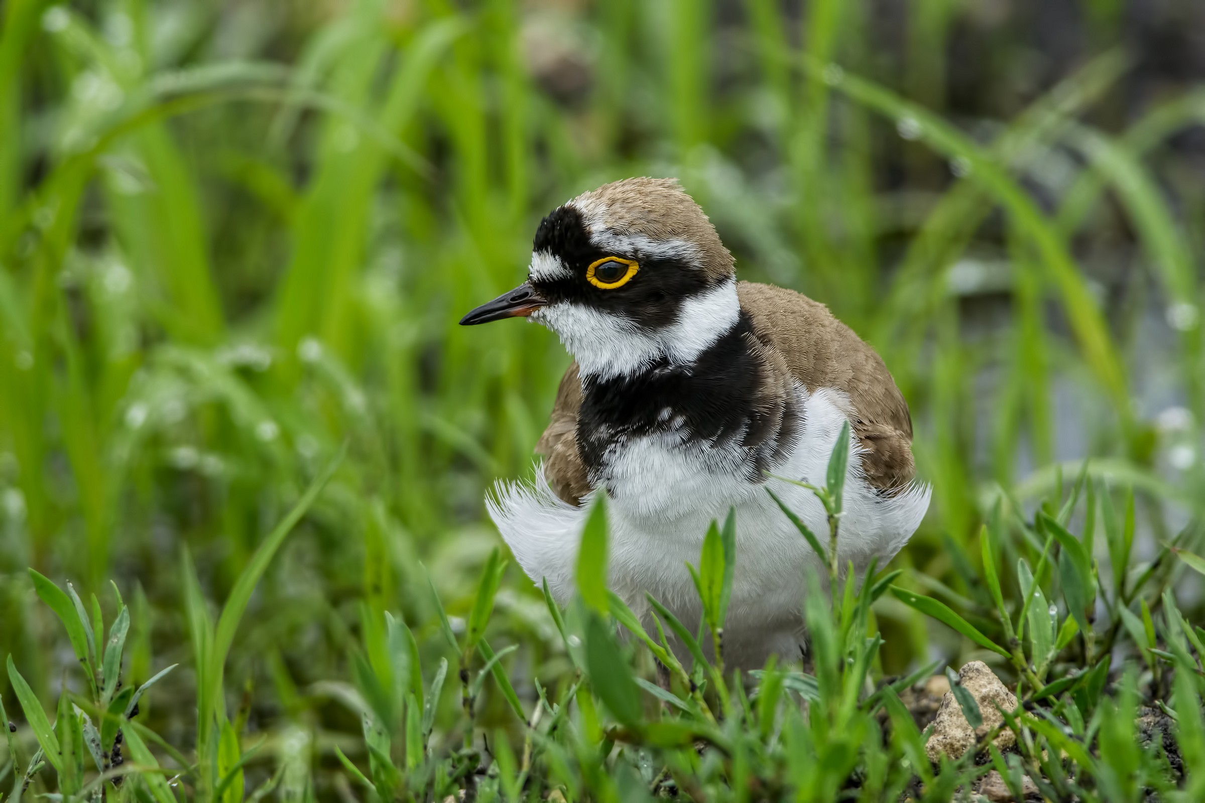 Little Ringed Plover (Charadrius dubius)