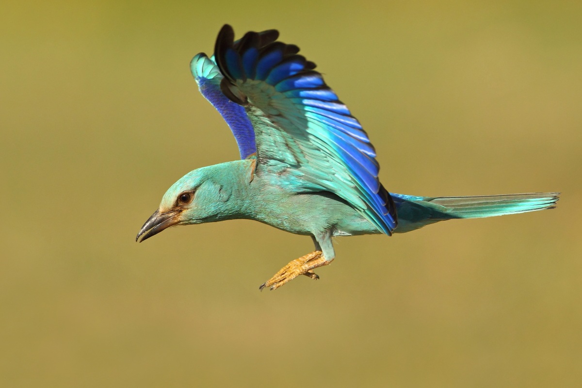 European Roller