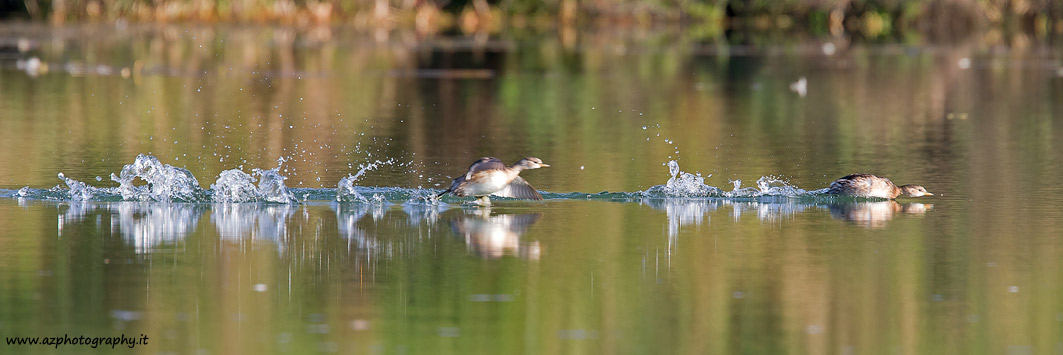 Little Grebes