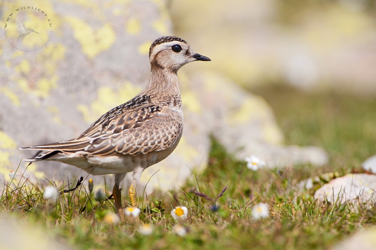 tortolino among the flowers