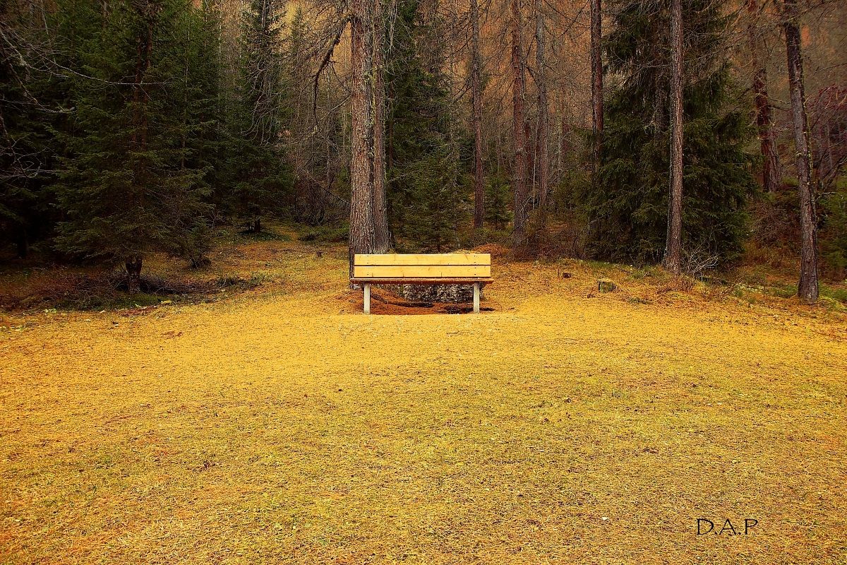That bench on a golden carpet .....