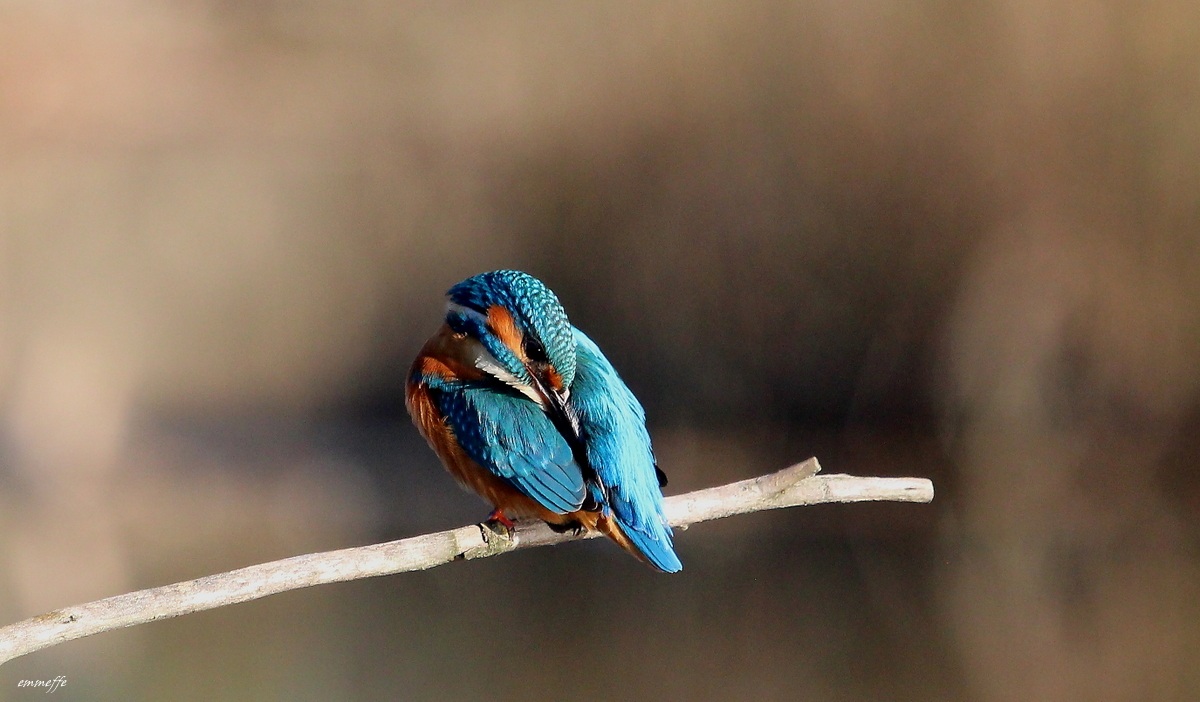 Martino_ Una ripulitina