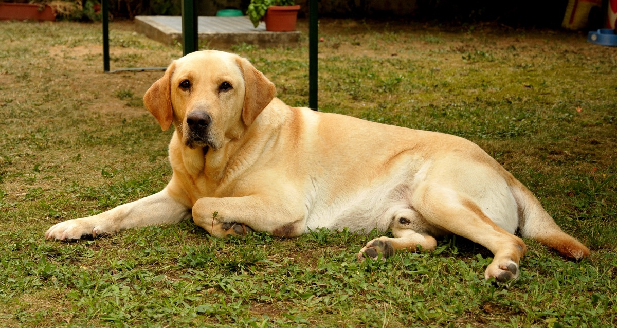 Man's best friend .....