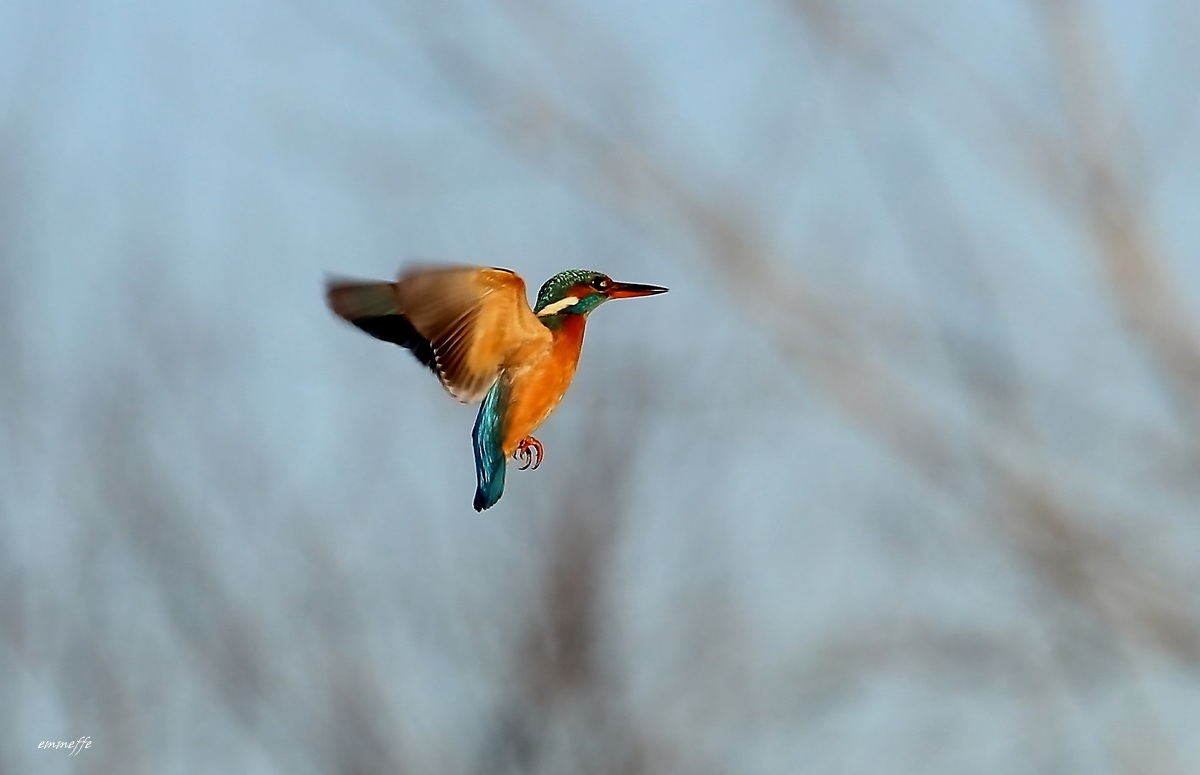 Martino _ Ultimo volo