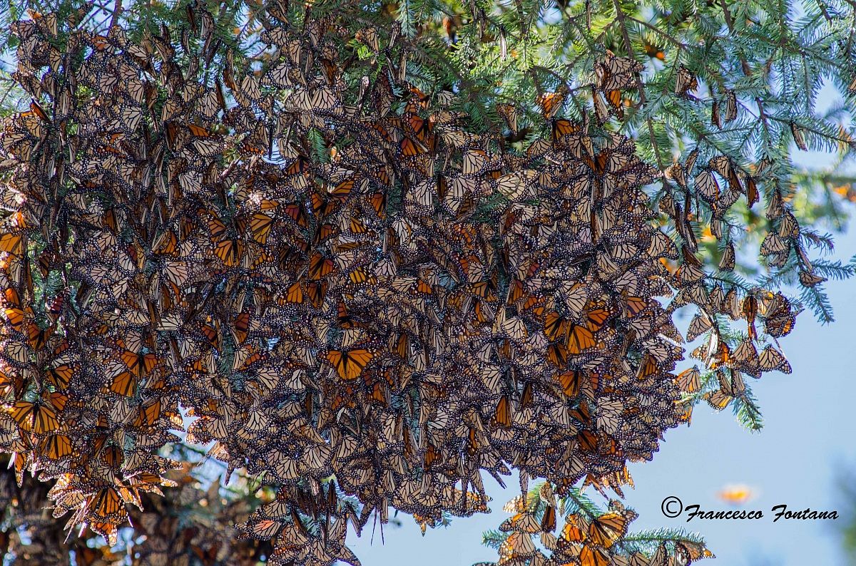 Meravigliosamente farfalle