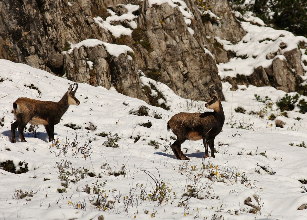 camosci ai primi raggi di sole