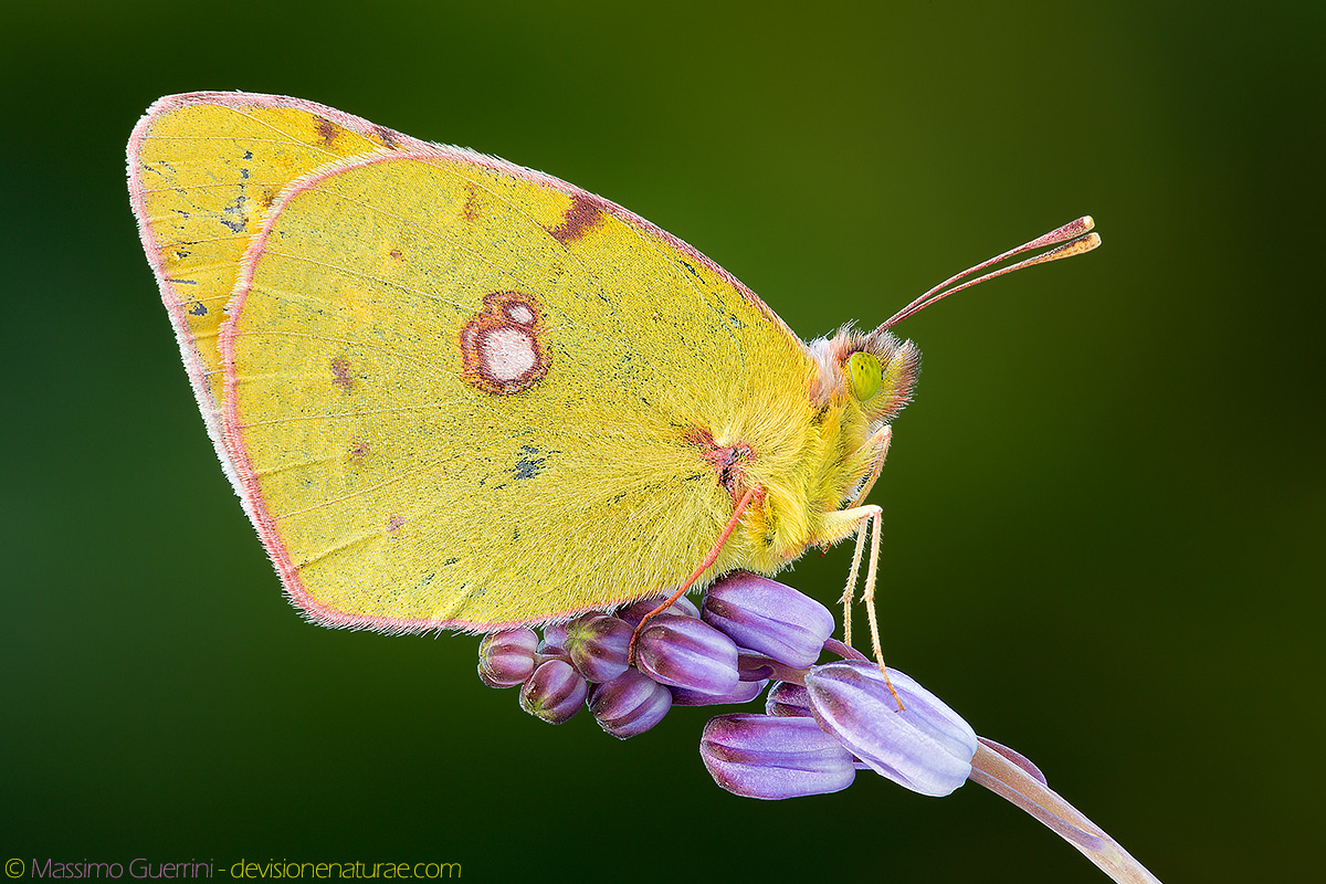 Colias crocea