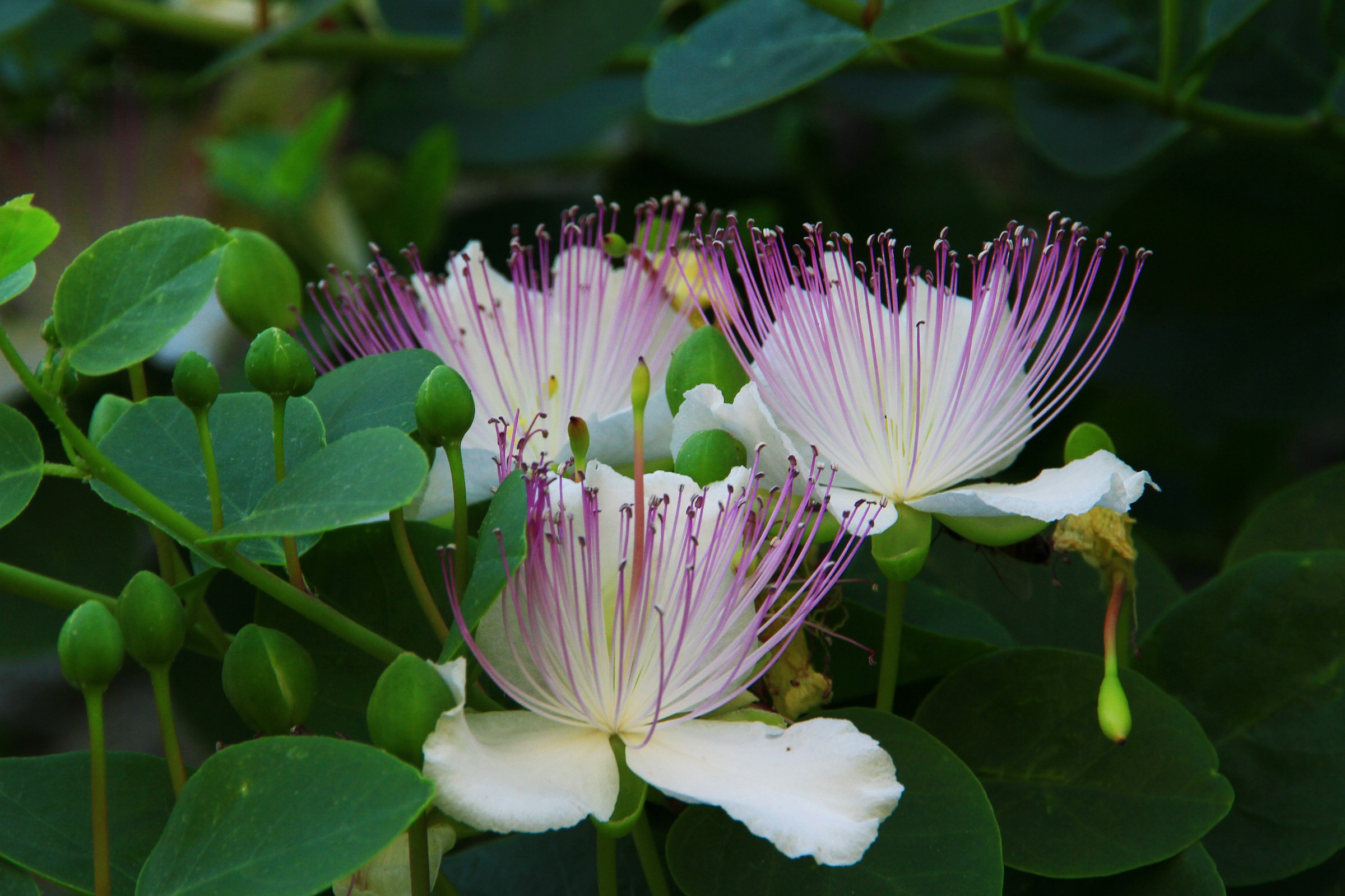 Capers and flowers ..