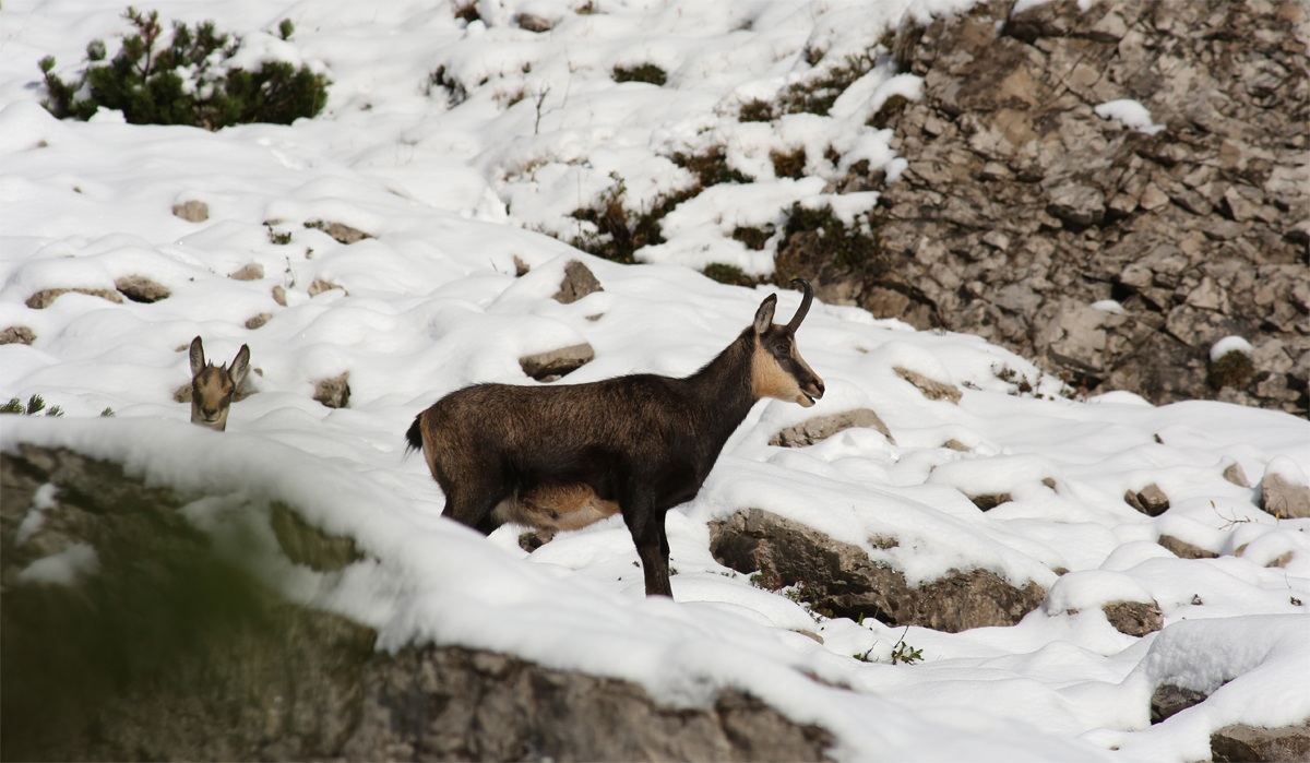 camosci ai primi raggi di sole 2