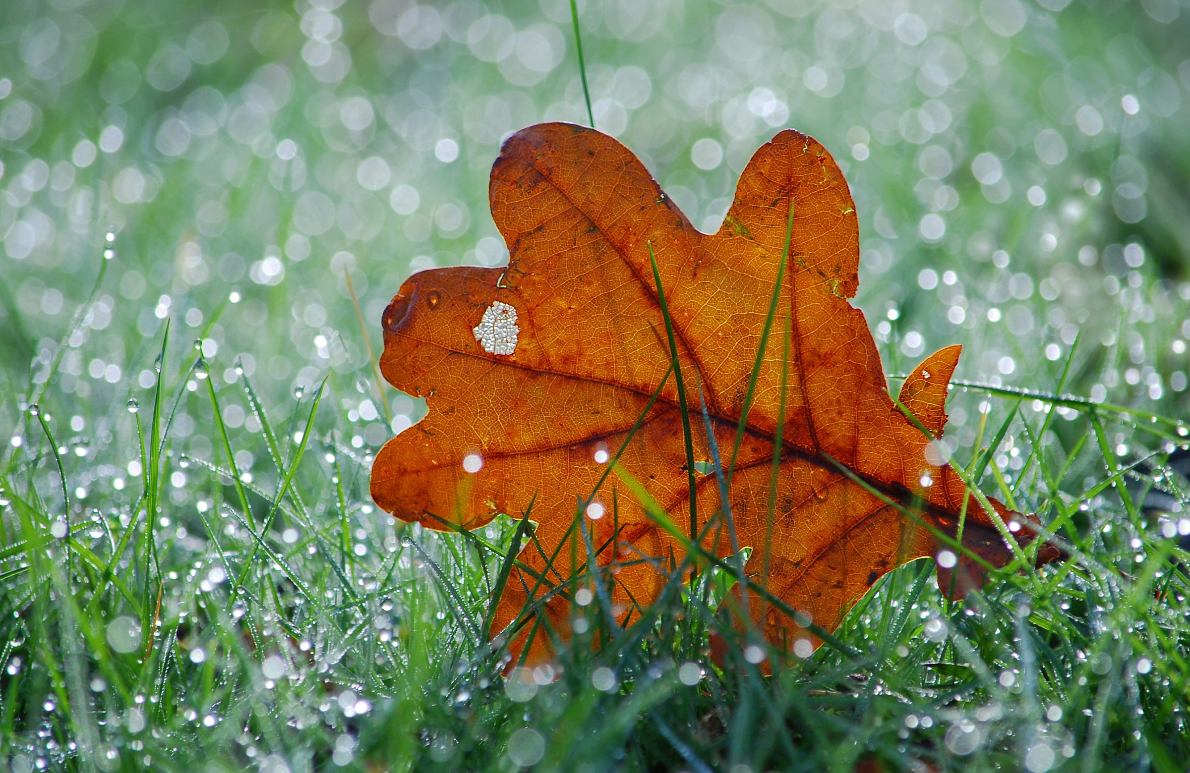 Leaf in dew