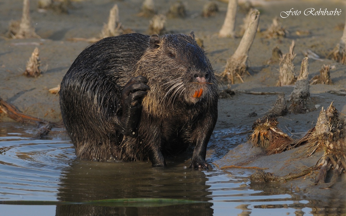 Nutria.... grattatina....