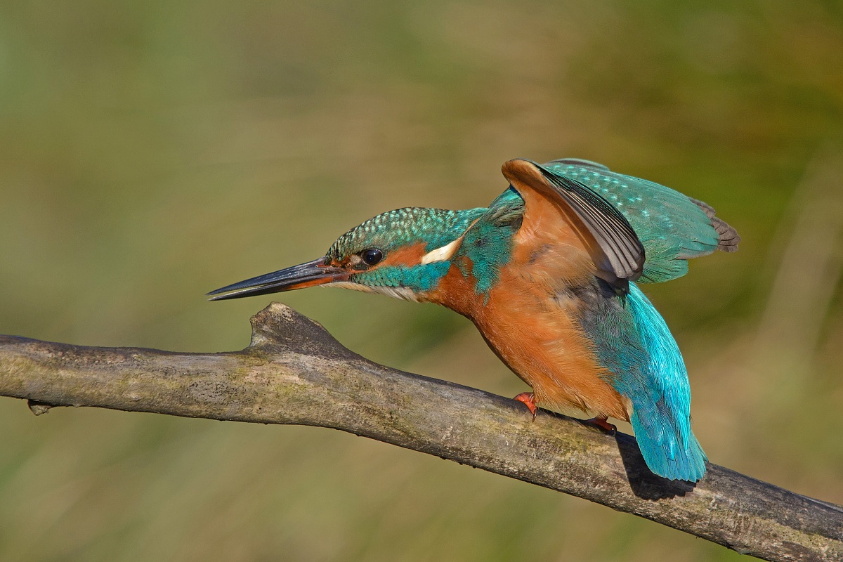 Kingfisher