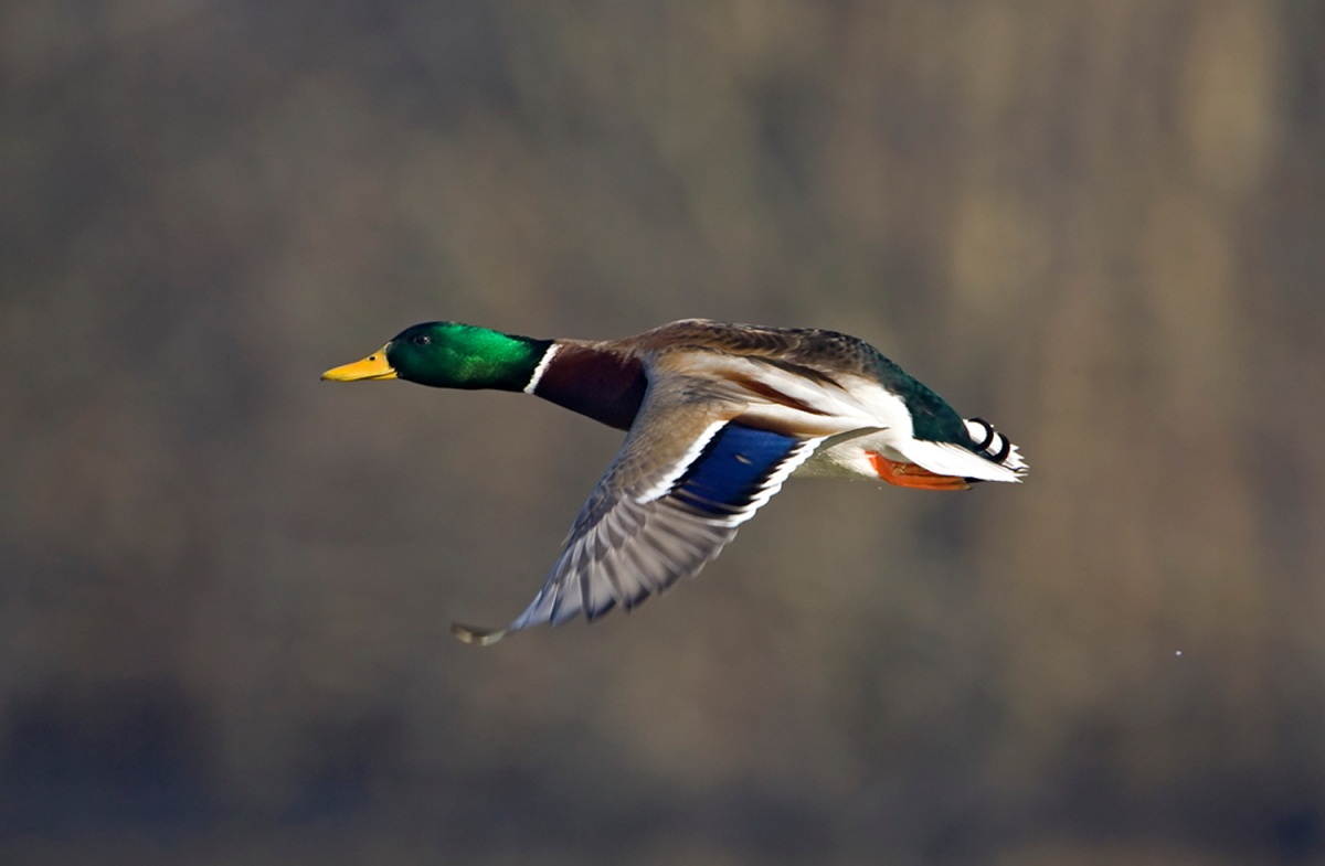 Mallard in vol