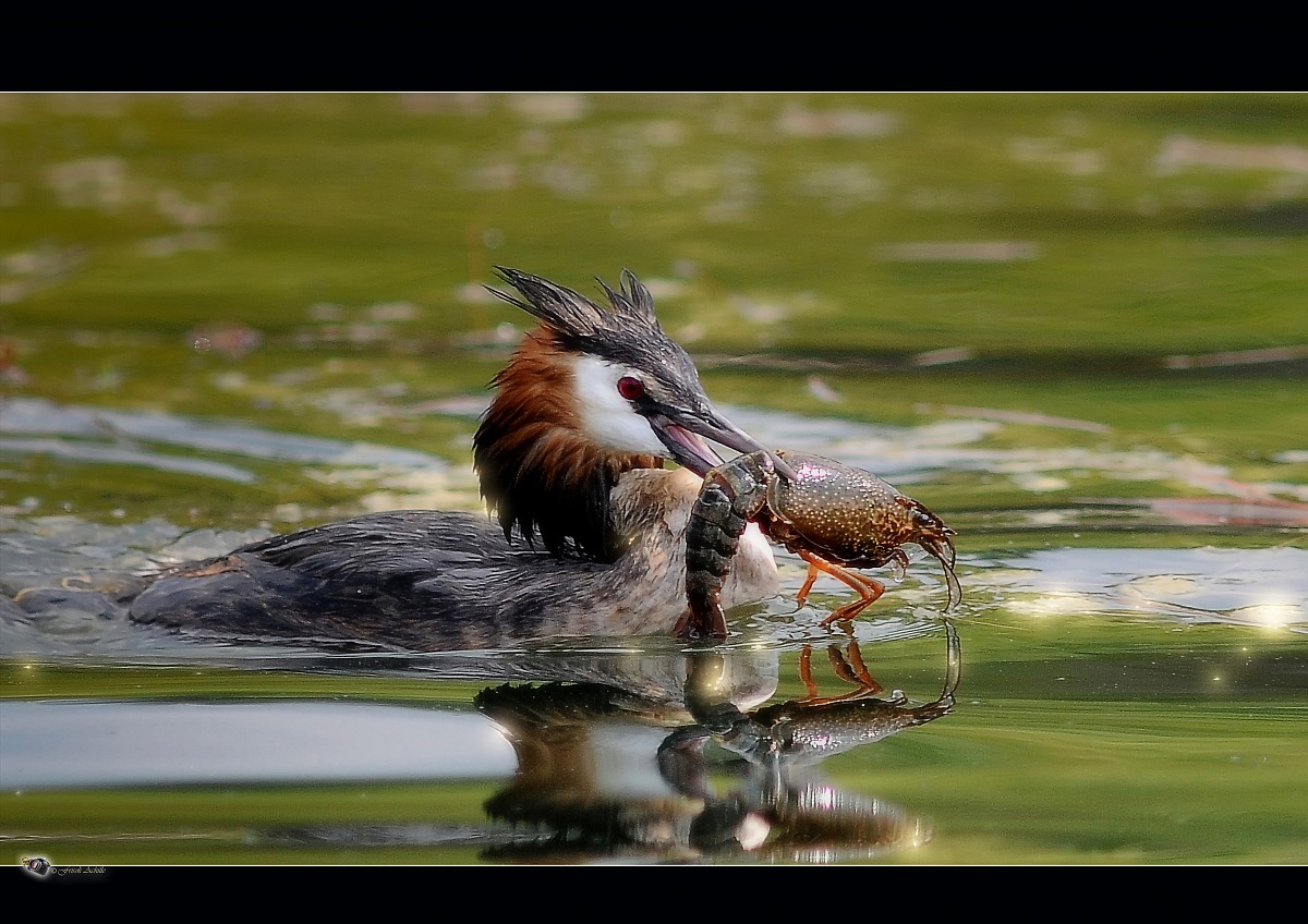 grebe