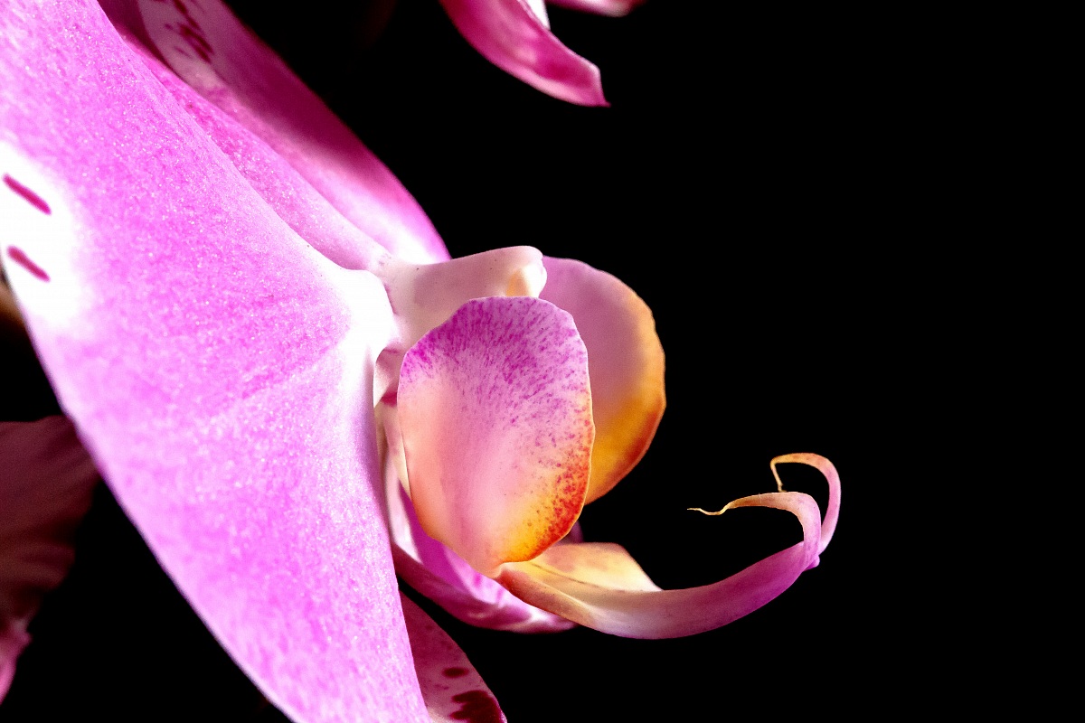 Orchid