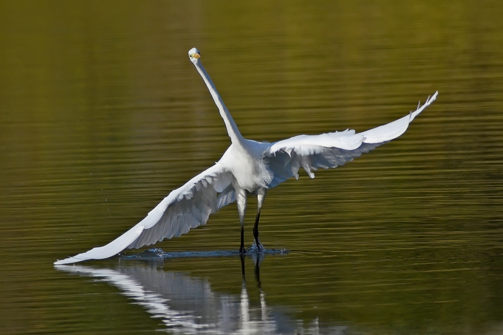 La danza dell'airone bianco