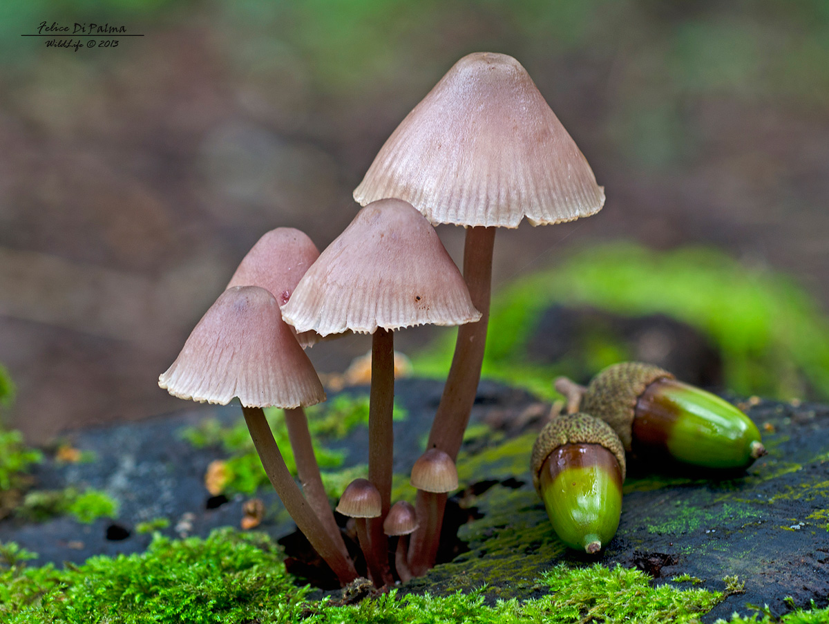 Mycena haematopus