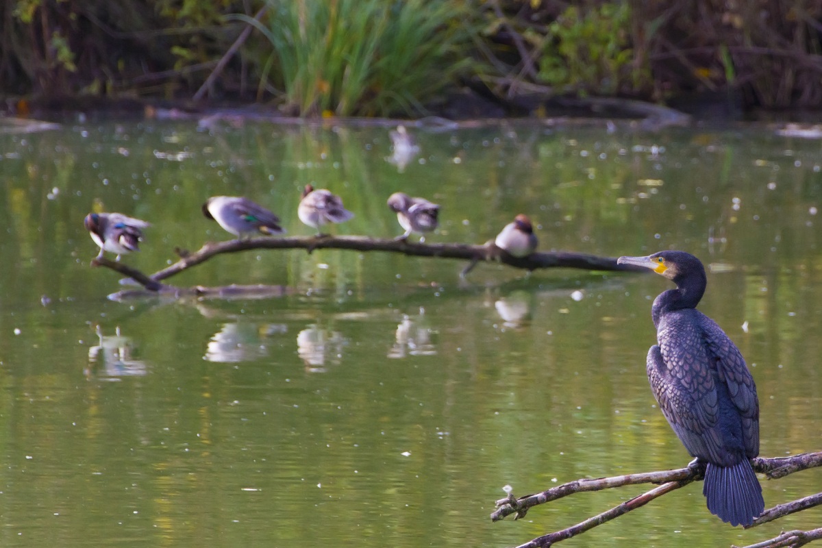 cormorant and teals