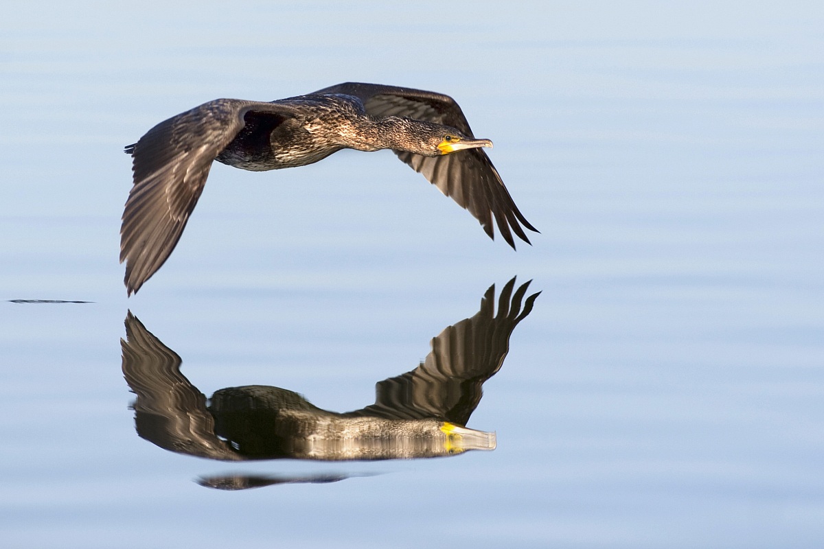 Il riflesso - Cormorano in volo sul lago