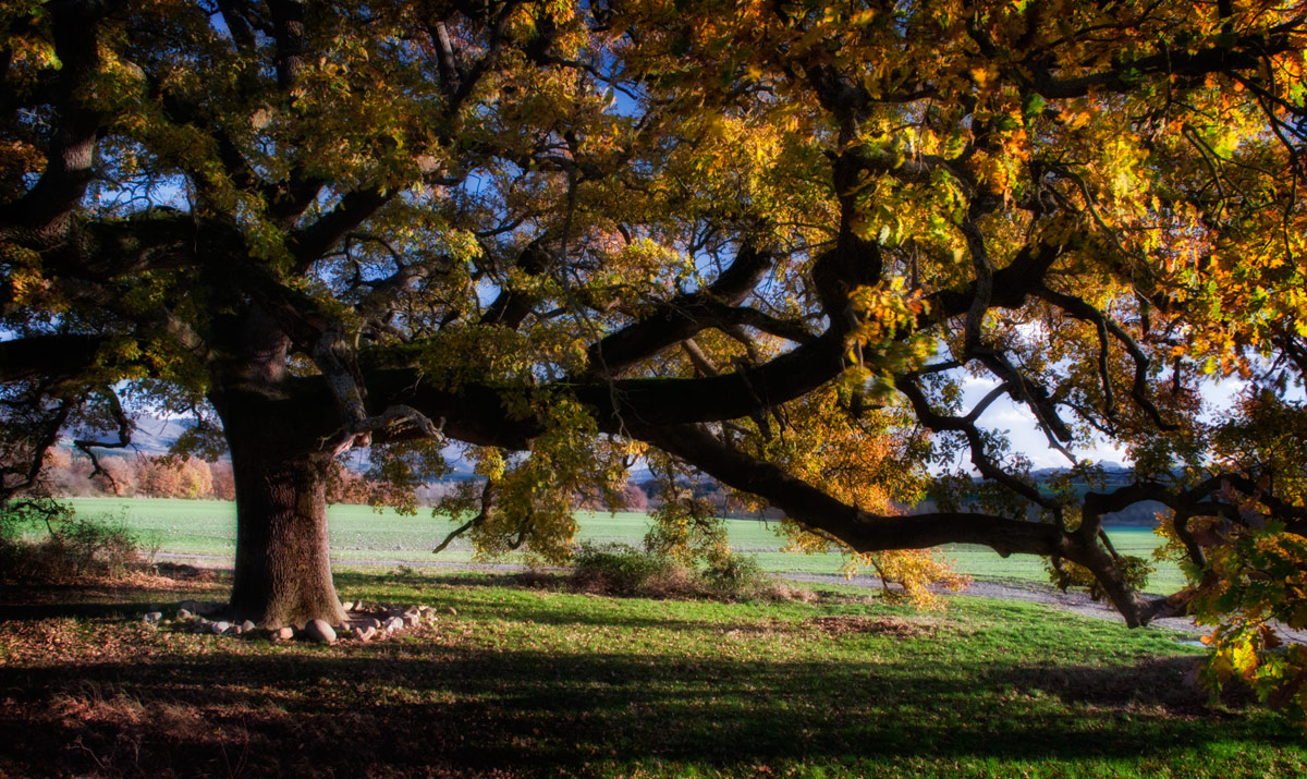 Oak of Checche (road to Pienza)