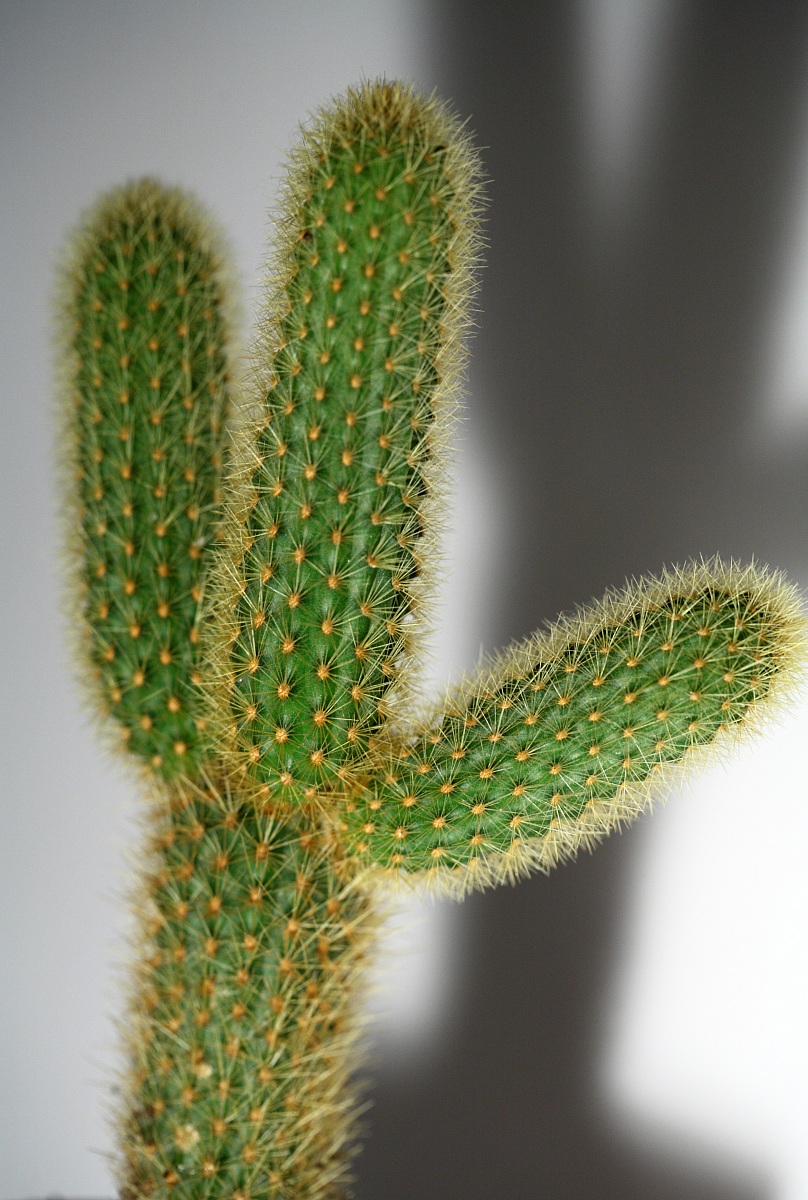 Cactus