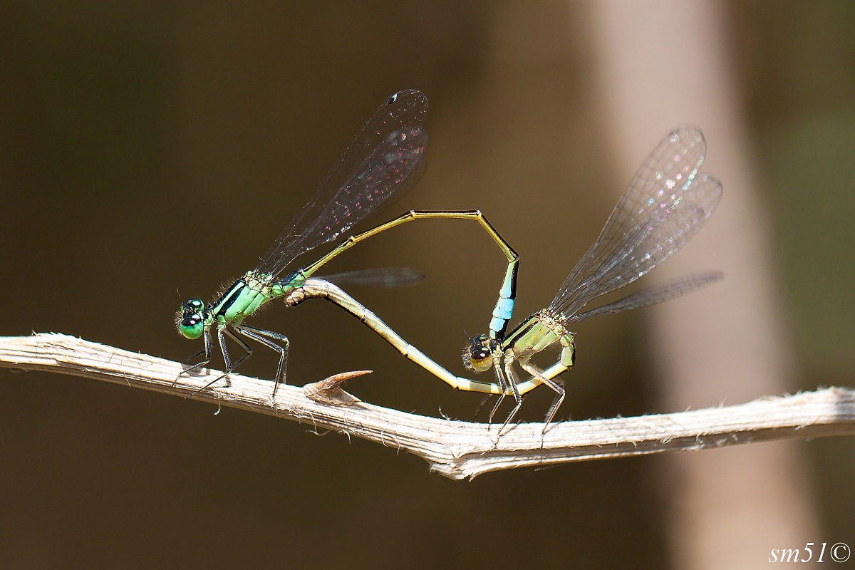 Damsels in Love