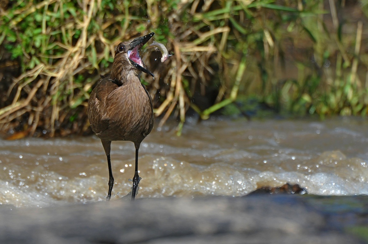 Hamerkop a pesca