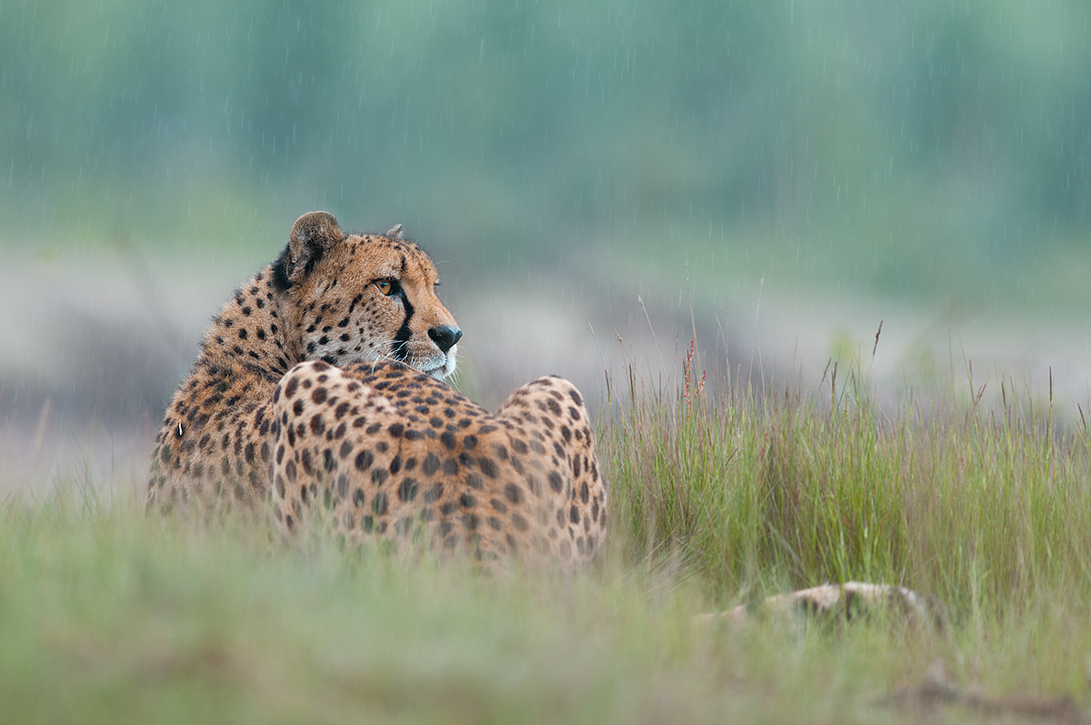 Rained Cheetah