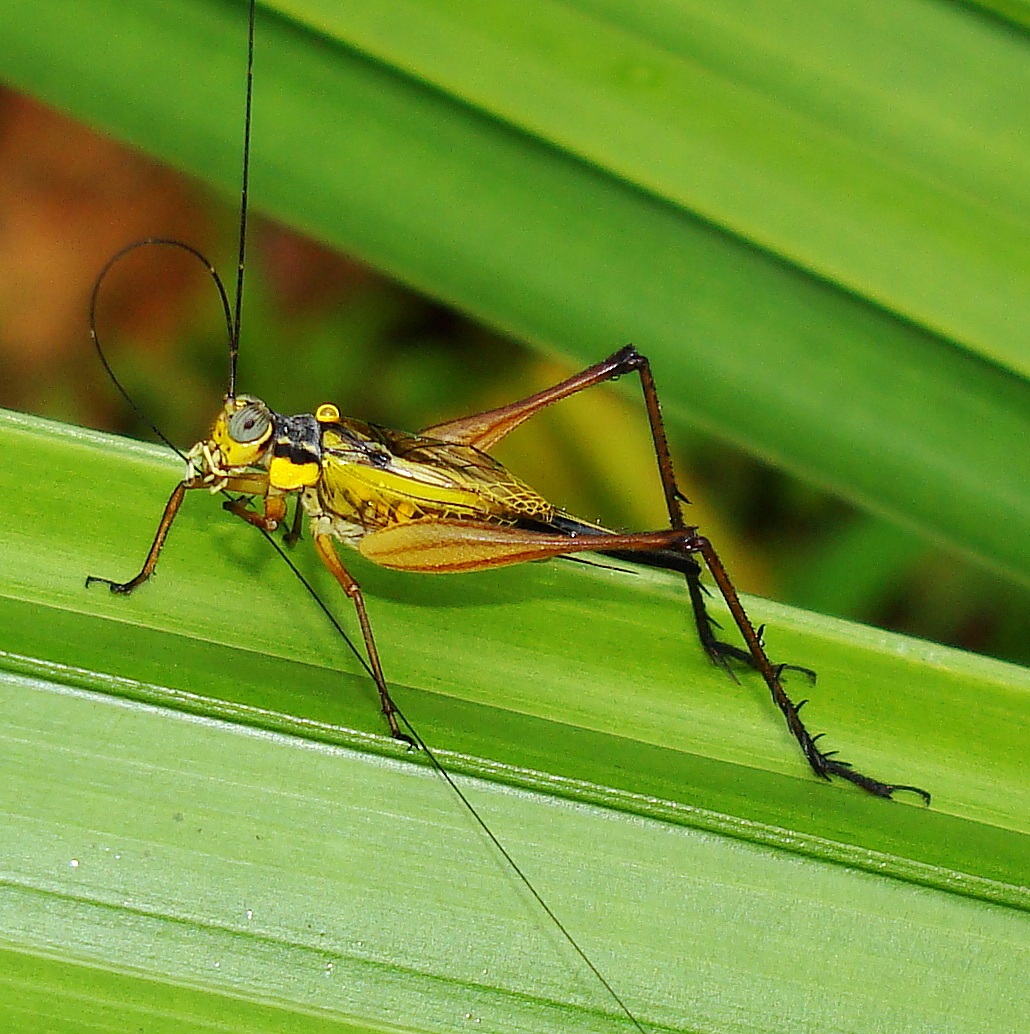 Malaysian orthopteran