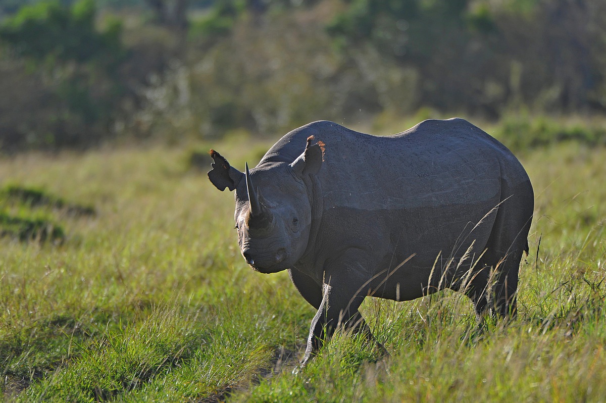Black rhino