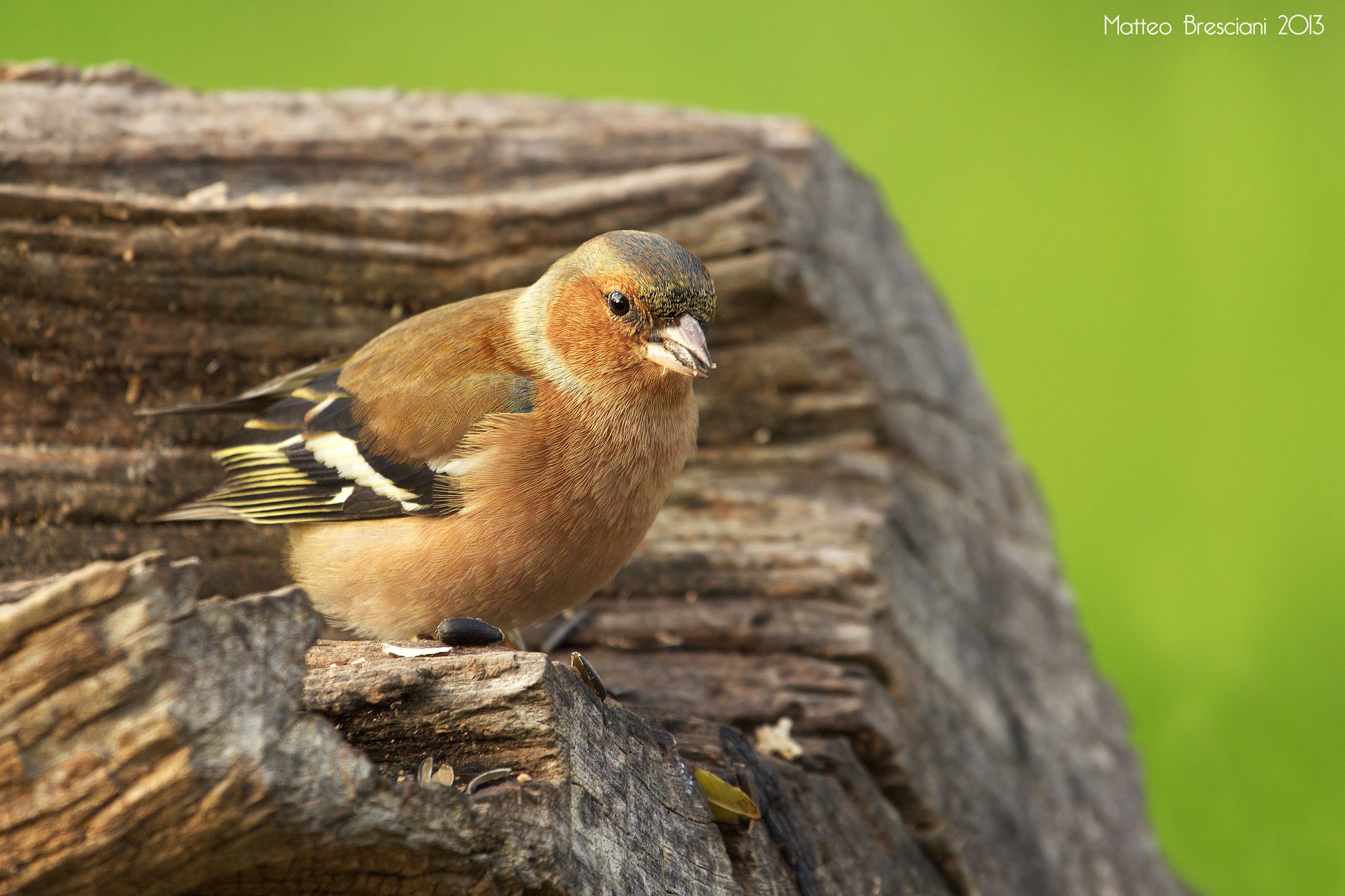 Chaffinch.