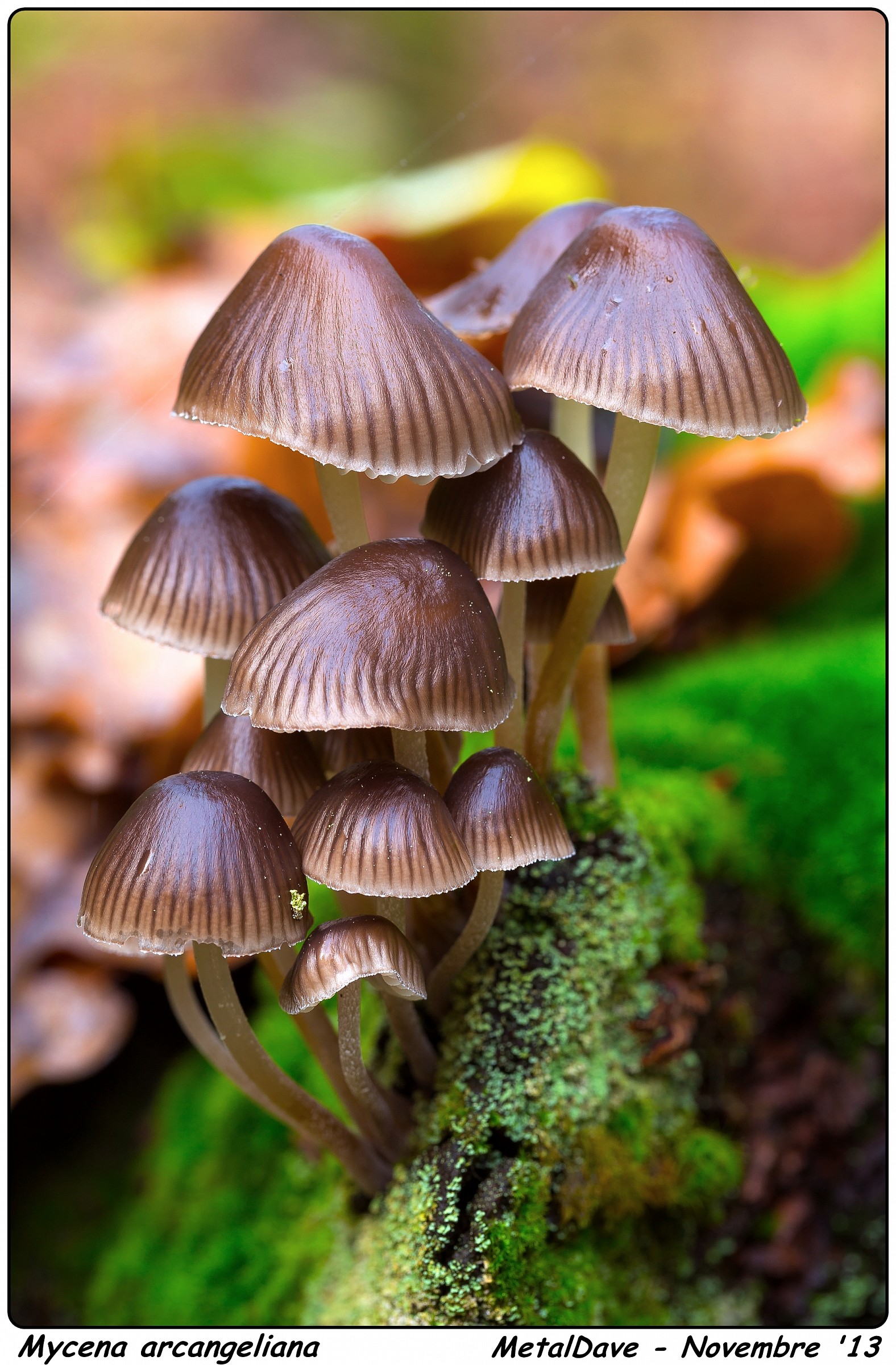 Mycena arcangeliana