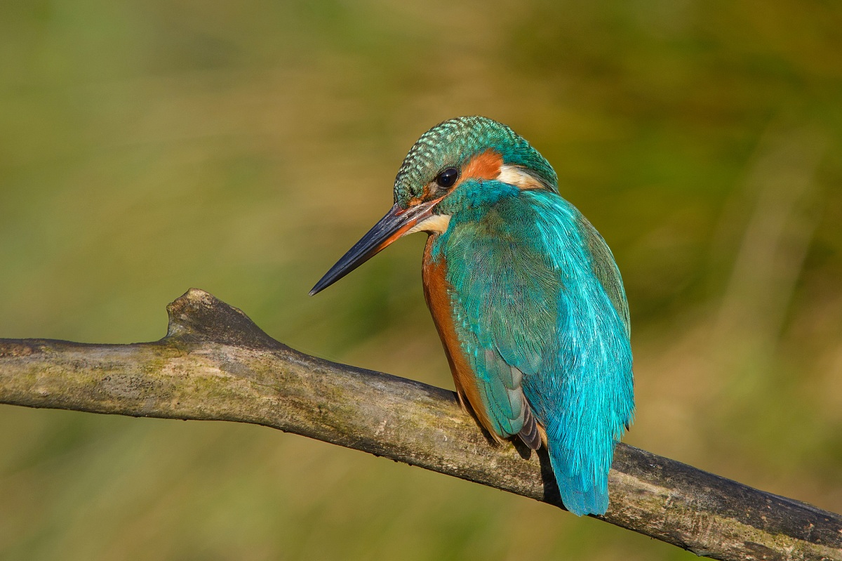 Kingfisher