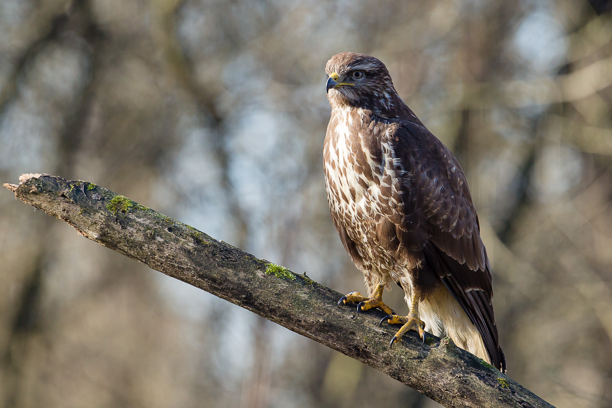 Ritratto alla Poiana