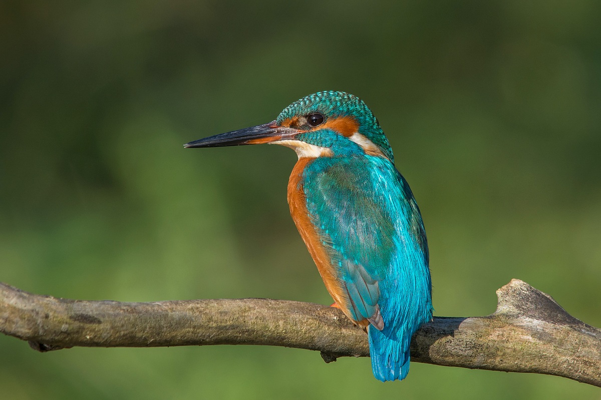 Kingfisher