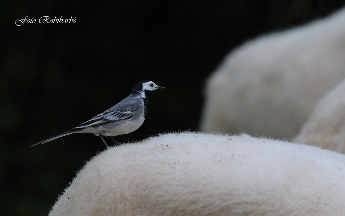 Ballerina... guardabuoi...