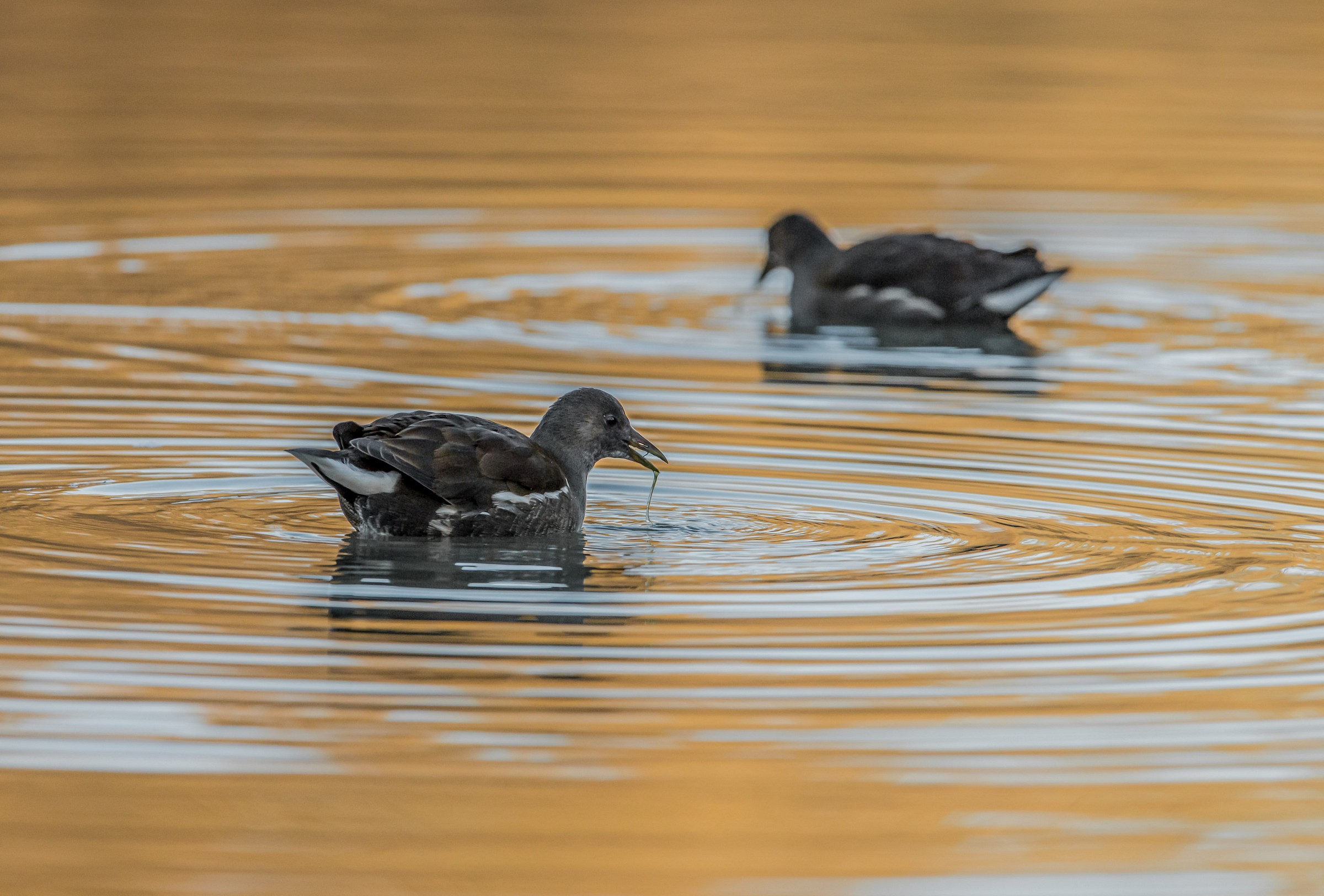 a la cinco de la tarde