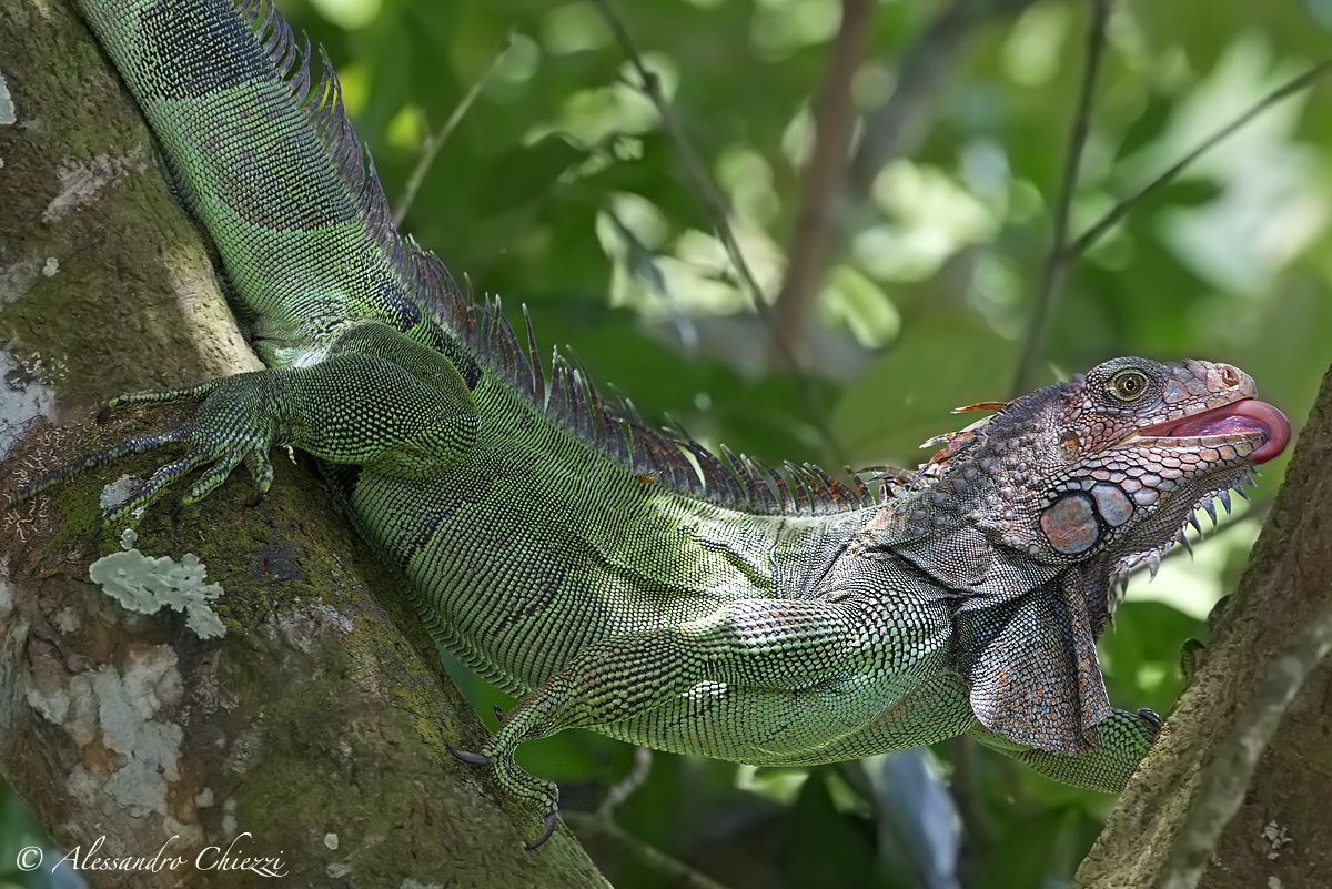 Un'iguana golosa